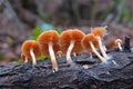 Tubaria pellucida mushroom