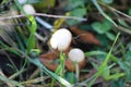 Tubariaceae mushrooms closeup view with selective focus on foreground Royalty Free Stock Photo