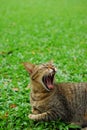 Tubby cat sit on green grass floor Royalty Free Stock Photo