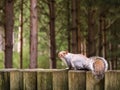 Tubby gray squirrel in the woods at Woburn Centre Parcs Royalty Free Stock Photo