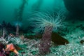 Tube Anemone on Seafloor of Kelp Forest Royalty Free Stock Photo