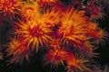 Beautiful Tube Coral polyps, Tubastrea coccinea