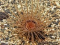 Tube Dwelling Anemone Royalty Free Stock Photo