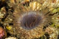 tube dwelling anemone Royalty Free Stock Photo