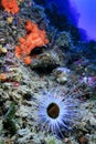 Tube-dwelling Anemone, Cabo Cope-Puntas del Calnegre Natural Park, Spain