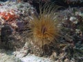 Tube Dwelling Anemone Cerianthus sp. Royalty Free Stock Photo