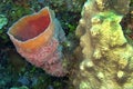 Tube Giant Sponge, Caribbean Sea, Playa Giron, Cuba