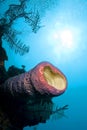 Tube Giant Sponge, Caribbean Sea, Playa Giron, Cuba