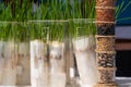 A tube with grain samples on the background of plant sprouts. Agricultural laboratory for the development of new crops.. Royalty Free Stock Photo