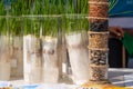 A tube with grain samples on the background of plant sprouts. Agricultural laboratory for the development of new crops.. Royalty Free Stock Photo