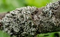 Tube lichen, also known as monk's-hood - Hypogymnia physodes - growing on tree branch, closeup detail, blurred grass Royalty Free Stock Photo