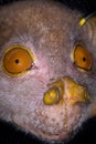 Tube-nosed bat,closeup