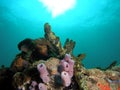 Tube Sponge Royalty Free Stock Photo