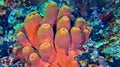 Tube Sponge, Bunaken National Marine Park, Indonesia Royalty Free Stock Photo