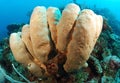 Tube sponge coral Royalty Free Stock Photo