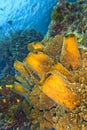 Tube Sponge, Lembeh, North Sulawesi, Indonesia Royalty Free Stock Photo