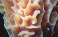 Tube sponge detail Royalty Free Stock Photo