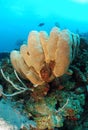 Tube sponges on coral reef Royalty Free Stock Photo