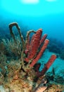 Tube sponges in coral reef Royalty Free Stock Photo