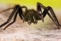 Tube Web Spider, Green-fanged Tube Web Spider, Segestria florentina