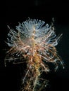 Tube Worm With Crinoids