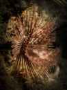 Tube Worm - Sabellidae sp.