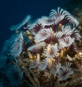 Tube worms feed on the Porpoise divesite, St Martin, Dutch Caribbean