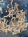 Tube worms fouling on a yacht hull