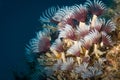 Tube worms feed on the Porpoise divesite, St Martin, Dutch Caribbean