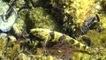 Tubenose goby Proterorhinus marmorayus in botton