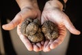 Tuber Aestivum Black truffles, Umbria, Italy Royalty Free Stock Photo