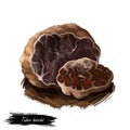Tuber borchii or whitish truffle mushroom closeup digital art illustration. Boletus has brown body and grows under ground. Royalty Free Stock Photo