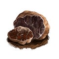 Tuber borchii or whitish truffle mushroom closeup digital art illustration. Boletus has brown body and grows under Royalty Free Stock Photo