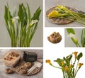 Tuber Calla lilies, garden markers and sprouting pots on table