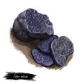 Tuber indicum, Cup fungi or truffle mushroom closeup digital art illustration. Boletus has dark violet fruit body and grows under Royalty Free Stock Photo