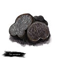 Tuber macrosporum or smooth black truffle mushroom closeup digital art illustration. Boletus has dark fruit body and grows under Royalty Free Stock Photo