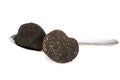 Tuber melanosporum in studio Royalty Free Stock Photo