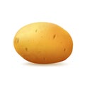 Tuber potato on a white background, vector Royalty Free Stock Photo