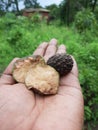 Tuber root fruit