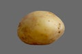 Tuber, root of potato vegetable