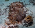 A Tubercle Sea Cucumber Stichopus monotuberculatus Royalty Free Stock Photo