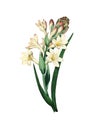 Tuberose Antique Flower Illustration