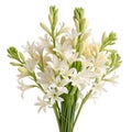 Tuberose Bouquet Isolated on White Background, Floral Design Royalty Free Stock Photo