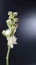 This is a Tuberose flower .Beautiful bright flower isolated on dark background