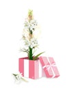 Tuberose Flower in Gift Box
