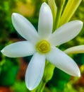 Tuberose in Snowwhite Royalty Free Stock Photo