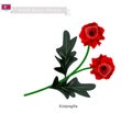 Tuberous Begonia Flower or Kimjongilia Flower of North Korea Royalty Free Stock Photo