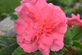 Tuberous Begonia Pink Flower