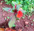 Tuberous Begonia plant