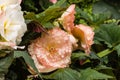 Tuberous begonias